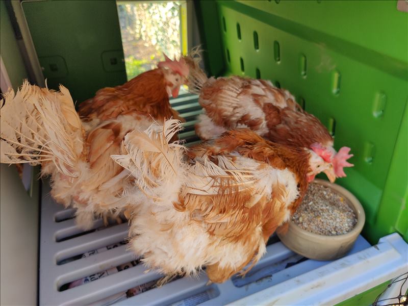 New additions: Meet the rescue chickens
